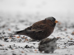 Leucosticte tephrocotis tephrocotis