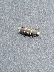 Glischrochilus vittatus