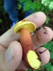 Baorangia