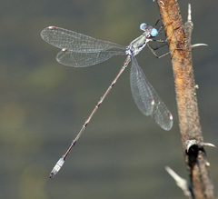 Lestes sigma