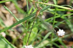 Lestes sigma