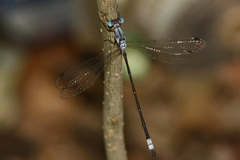 Lestes sigma