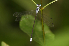 Lestes sigma