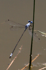 Lestes sigma