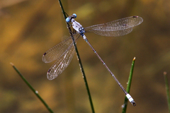 Lestes sigma