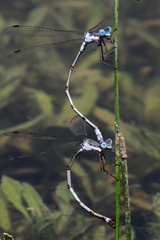 Lestes sigma