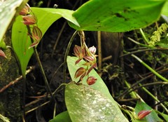Pleurothallis secunda