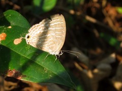 Jamides celeno celeno