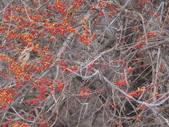 Celastrus orbiculatus