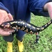Salamandra salamandra gallaica - Photo (c) Kids @ Nature,  זכויות יוצרים חלקיות (CC BY-NC), הועלה על ידי Kids @ Nature