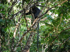Semnopithecus johnii