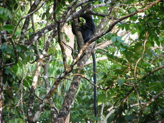 Semnopithecus johnii