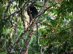 Semnopithecus johnii