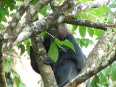 Semnopithecus johnii