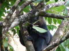 Semnopithecus johnii