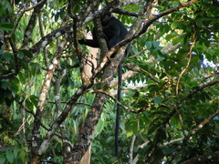 Semnopithecus johnii