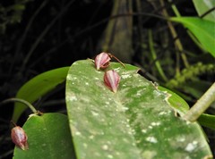 Pleurothallis secunda