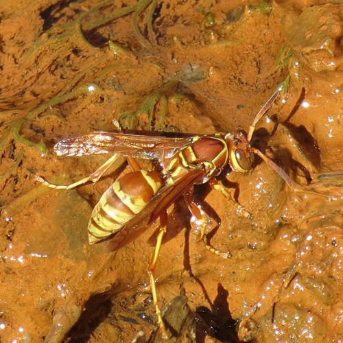 Hunter's Little Paper Wasp