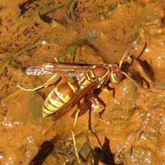 Polistes dorsalis californicus