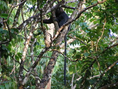 Semnopithecus johnii