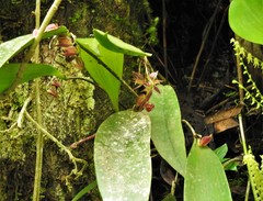 Pleurothallis secunda