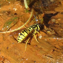 Vespula sulphurea