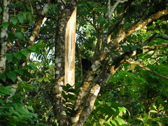Semnopithecus johnii