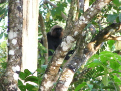 Semnopithecus johnii