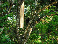Semnopithecus johnii