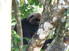 Semnopithecus johnii