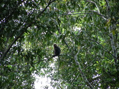Semnopithecus johnii