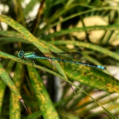 Pseudagrion decorum