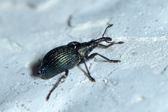 Ischnopterapion virens
