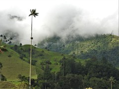 Ceroxylon quindiuense