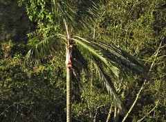 Ceroxylon quindiuense