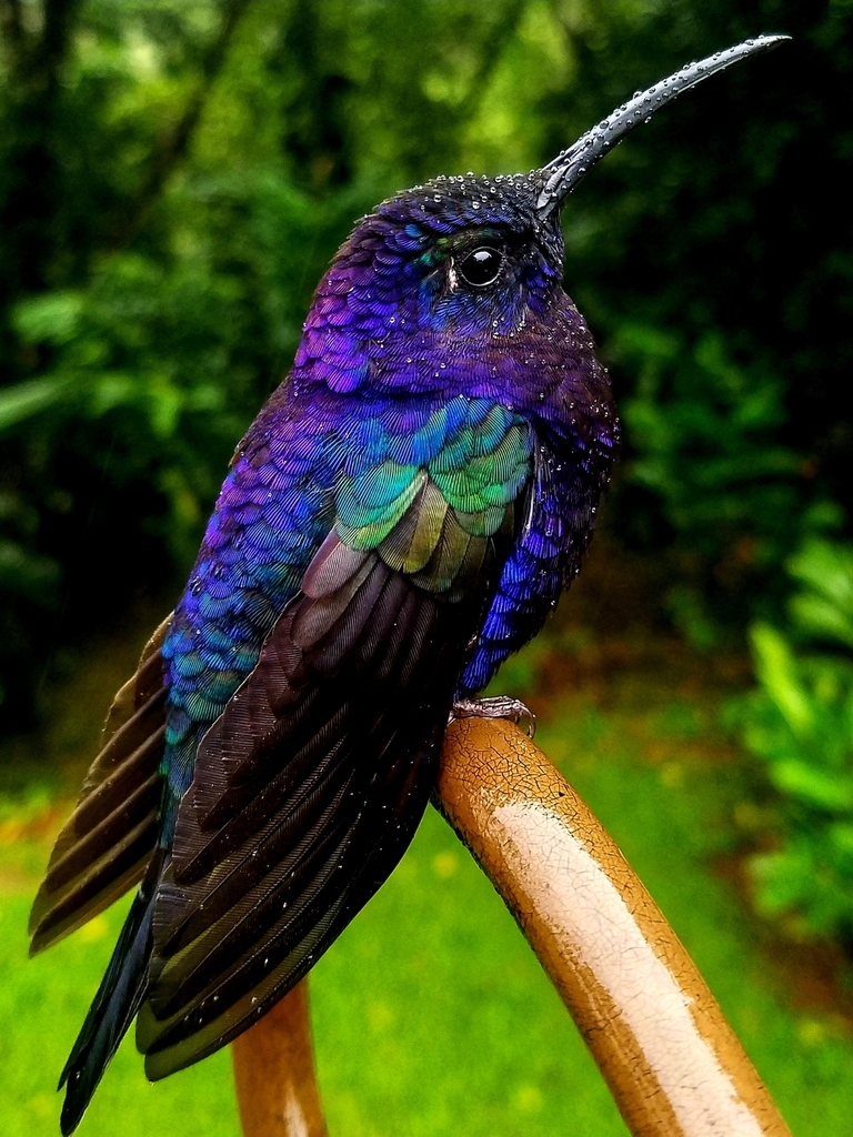 Violet Sabrewing