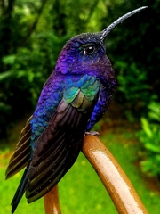 Violet Sabrewing photo 1
