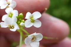 Nasturtium microphyllum