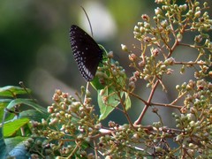 Euploea klugii