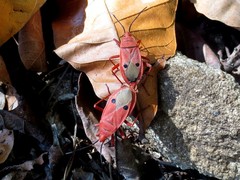 Probergrothius nigricornis