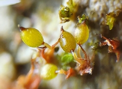Microbryum curvicollum