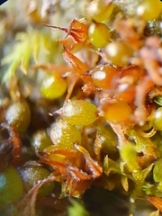 Microbryum curvicollum