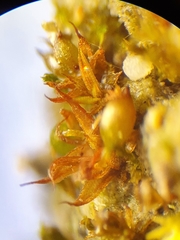 Microbryum curvicollum