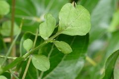 Nasturtium microphyllum