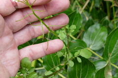 Nasturtium microphyllum
