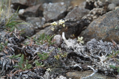 Draba lactea