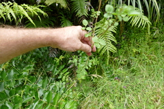 Nasturtium microphyllum