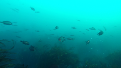 Chromis crusma