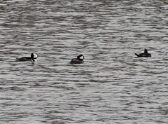 Lophodytes cucullatus