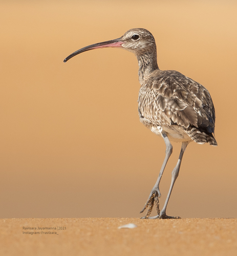 Eurasian Whimbrel
